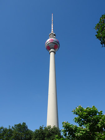 Fernsehturm und Bäume Fotos