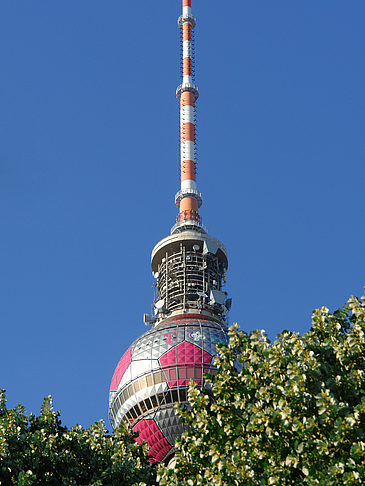 Foto Fernsehturm und Bäume