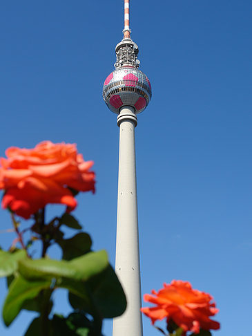 Foto Fernsehturm und Rosen