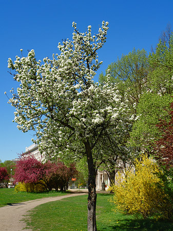 Foto Frühling - 