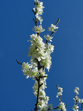 Frühling Foto 