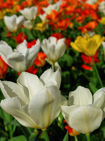 Bundesgartenschau Fotos