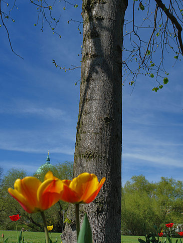 Blumen Foto 