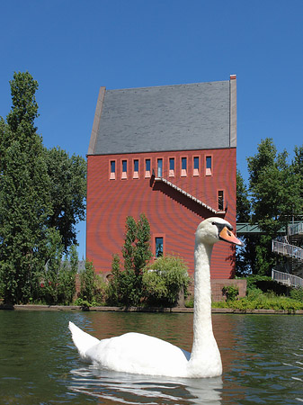 Fotos Schwan vor dem Neuen Portikus | Frankfurt am Main