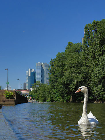 Main mit Schwan Foto 