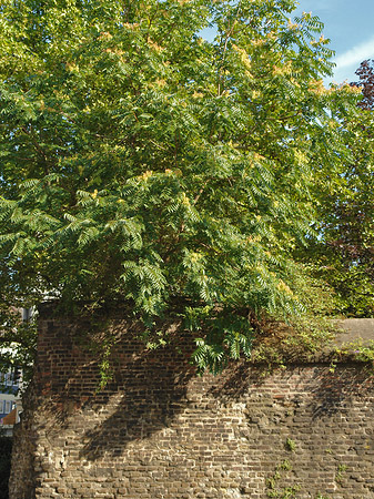 Foto Burgmauer mit Busch