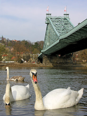 Fotos Blaues Wunder | Dresden