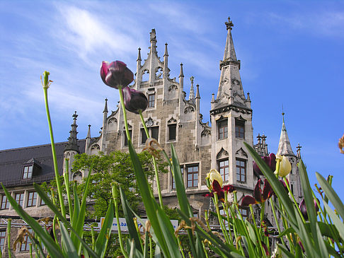 Neues Rathaus Foto 