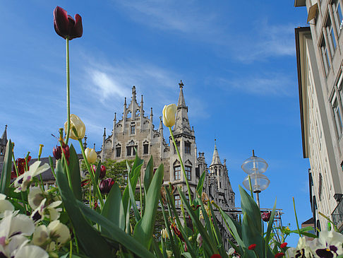 Neues Rathaus Fotos