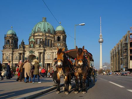 Fotos Dompferde | Berlin