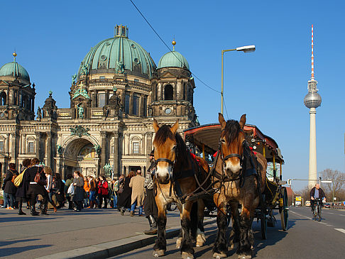 Foto Dompferde - Berlin