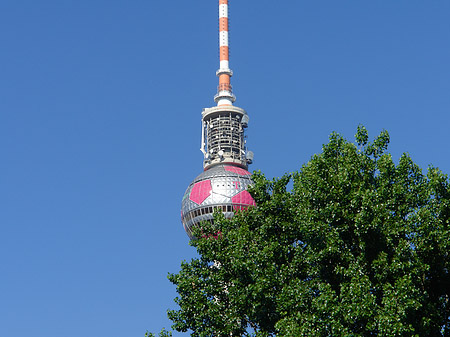 Fotos Fernsehturm und Bäume | Berlin