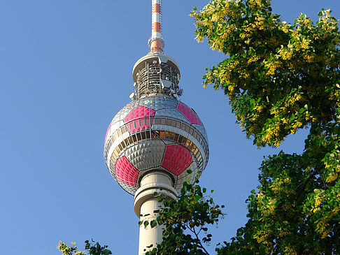 Fernsehturm und Bäume