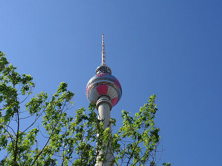 Foto Fernsehturm und Bäume