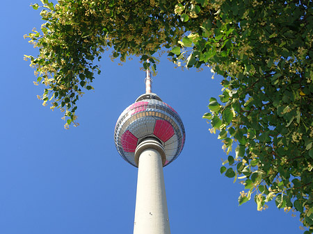 Fernsehturm und Bäume Fotos