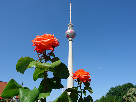 Fernsehturm und Rosen