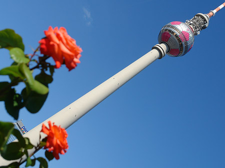 Fotos Fernsehturm und Rosen | Berlin