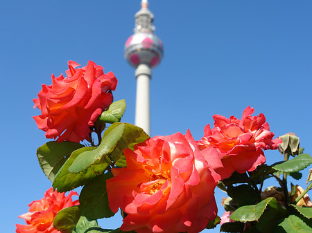 Fernsehturm und Rosen Fotos