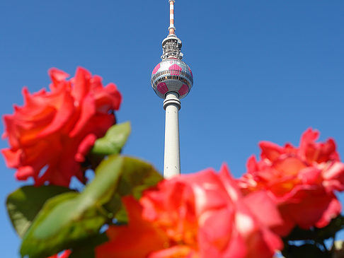 Fernsehturm und Rosen Foto 