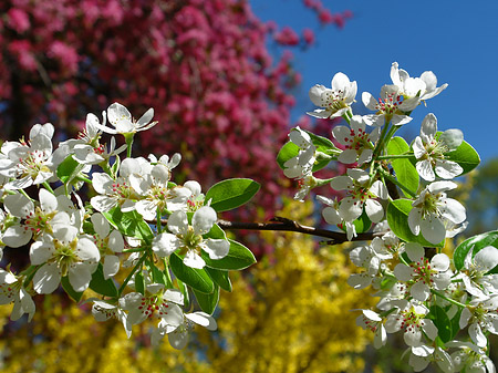 Frühling Fotos