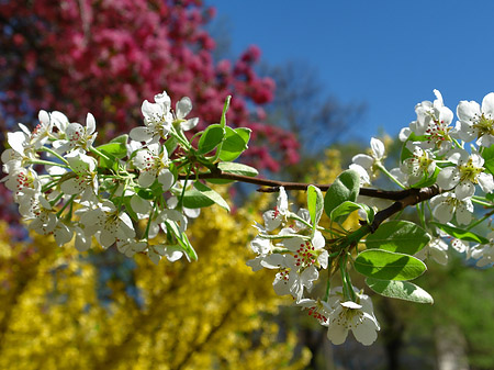 Foto Frühling