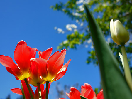 Frühling Fotos