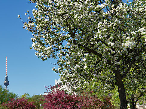 Fotos Frühling | Berlin