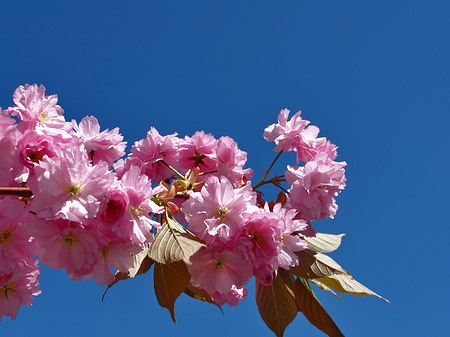 Frühling Fotos