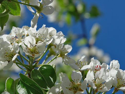 Fotos Frühling