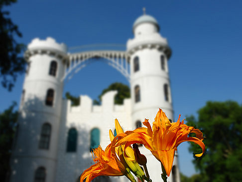 Fotos Blumen auf der Pfaueninsel | Berlin