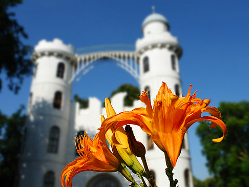 Blumen auf der Pfaueninsel Foto 