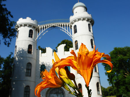 Fotos Blumen auf der Pfaueninsel | Berlin