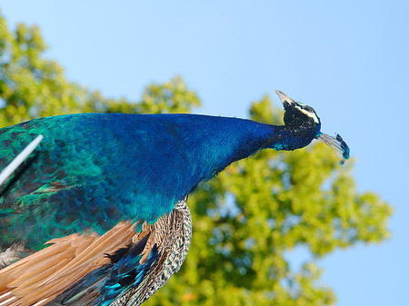 Foto Pfau