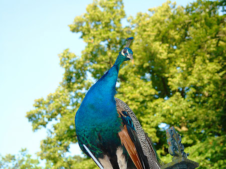 Pfau Foto 