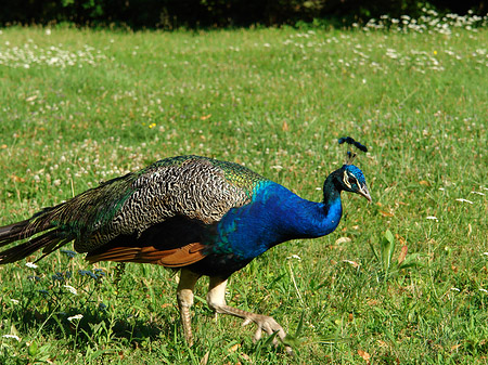 Foto Pfau - Berlin