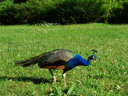 Pfau Foto 