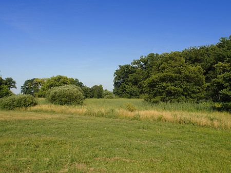 Wiese auf der Pfaueninsel Foto 