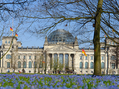 Foto Blumenwiese am Reichstag