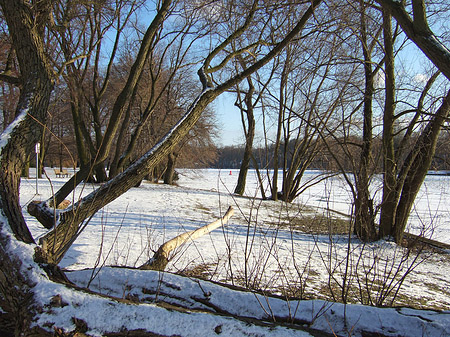 Foto Eis im Wald