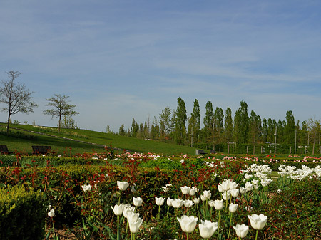 Fotos Bundesgartenschau