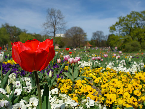 Fotos Blumen