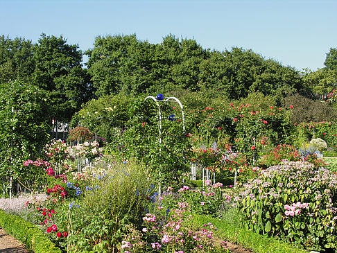 Fotos Planten un Blomen - Rosengarten