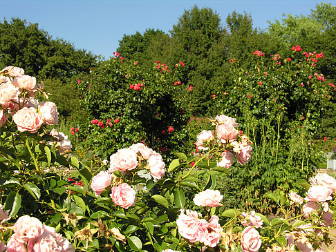 Foto Planten un Blomen - Rosengarten