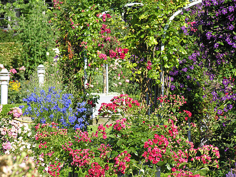 Foto Planten un Blomen - Rosengarten - Hamburg