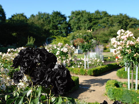 Planten un Blomen - Rosengarten