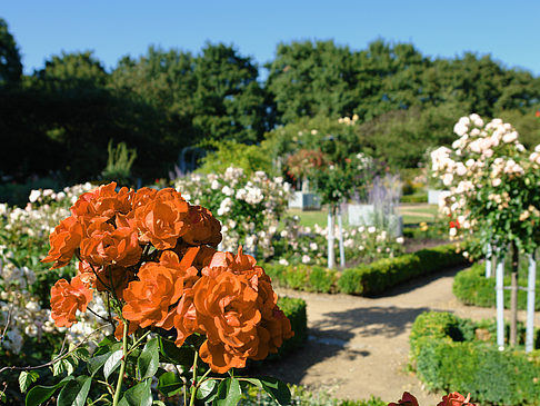 Fotos Planten un Blomen - Rosengarten