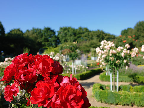 Foto Planten un Blomen - Rosengarten