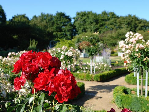 Foto Planten un Blomen - Rosengarten