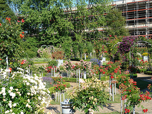 Fotos Planten un Blomen - Rosengarten