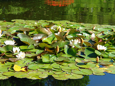 Fotos Planten un Blomen - Wasserkaskaden